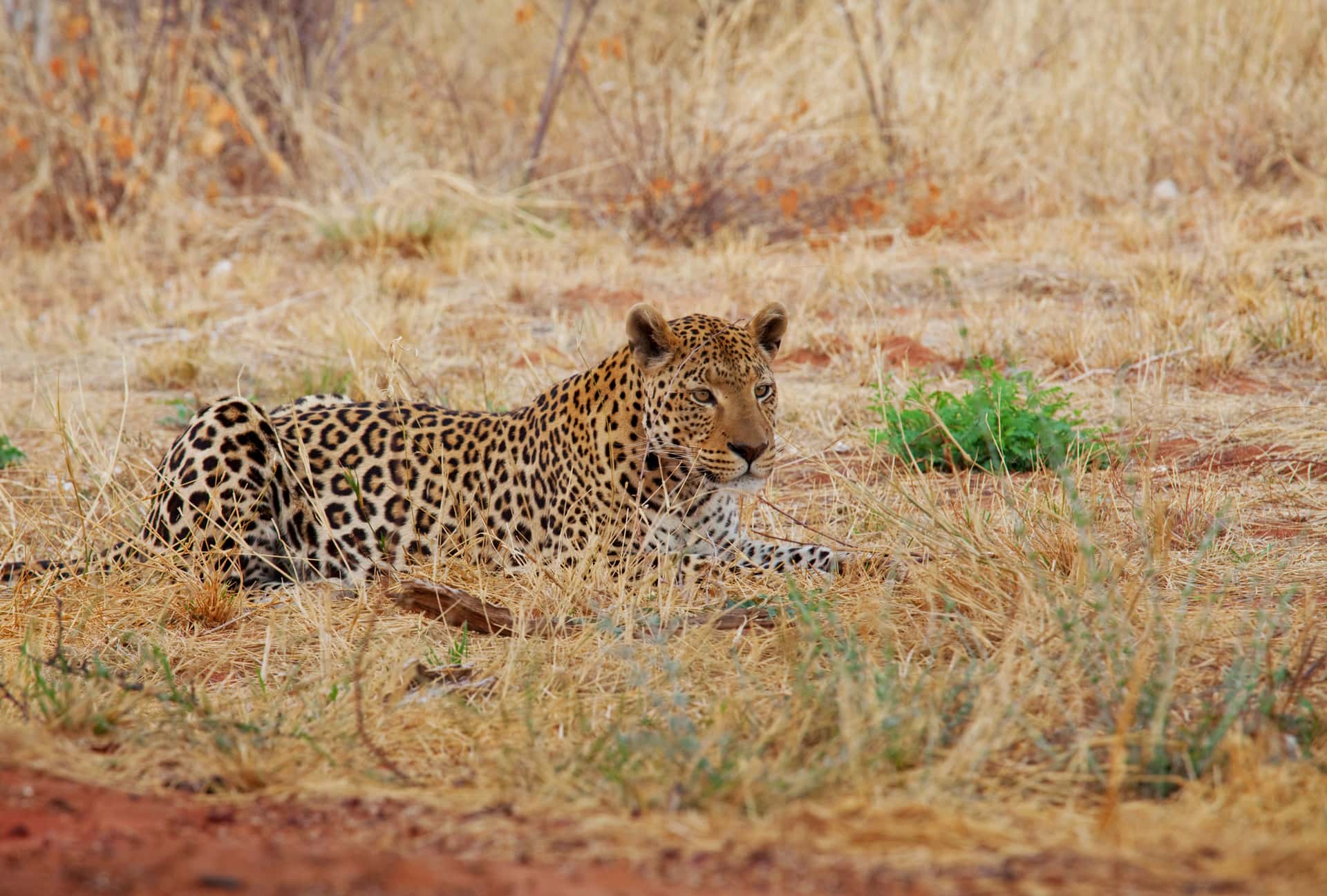 Pilanesberg National Park in All of Africa