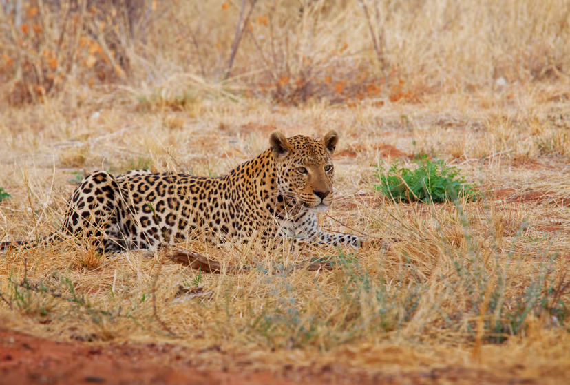 Pilanesberg National Park