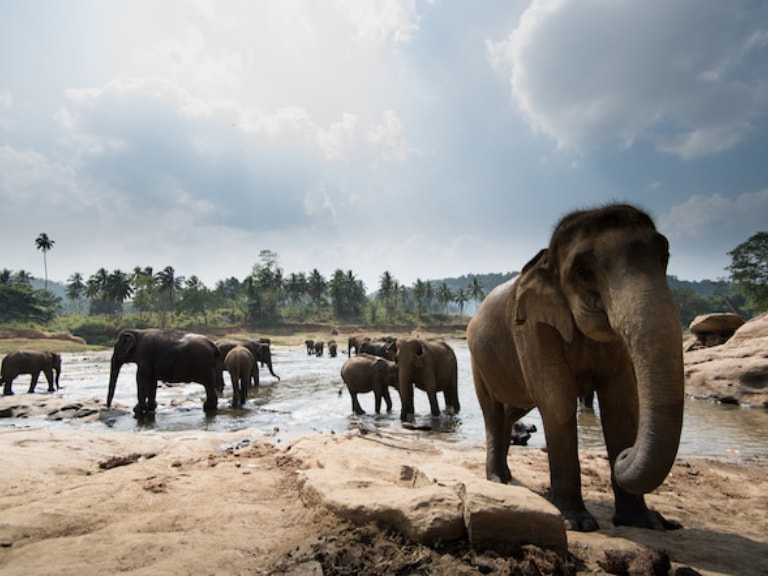 Pinnawala Elephant Orphanage - 1