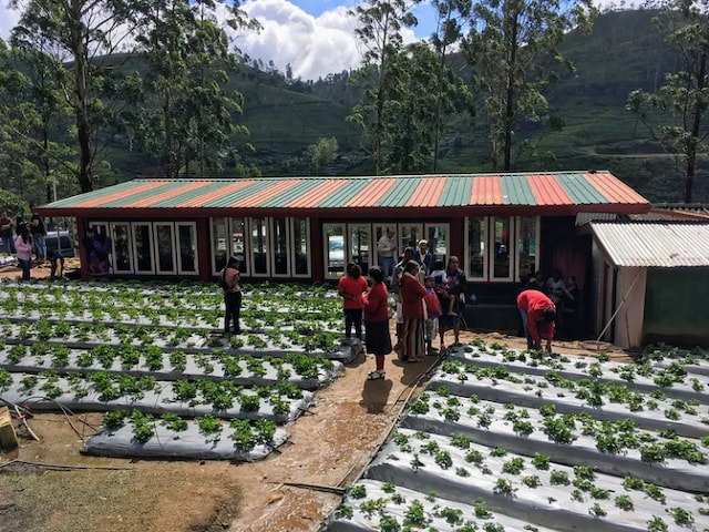 Relish Strawberries At Adma Agro Farm - 1