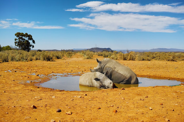 Rhino Sanctuary