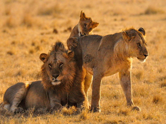 Serengeti National Park - 1