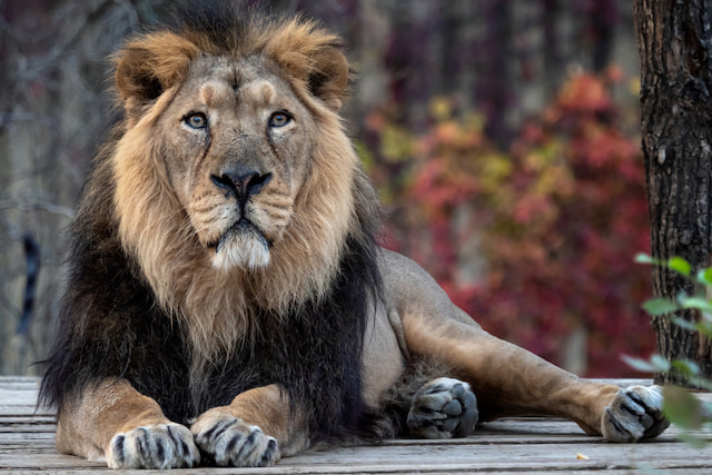 Spot Asiatic Lions at Gir National Park
