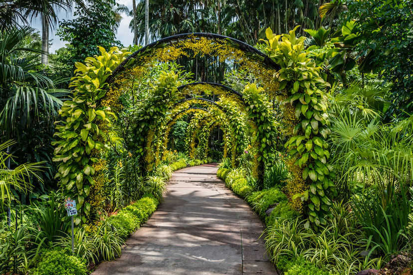 Stroll around Singapore Botanic Gardens