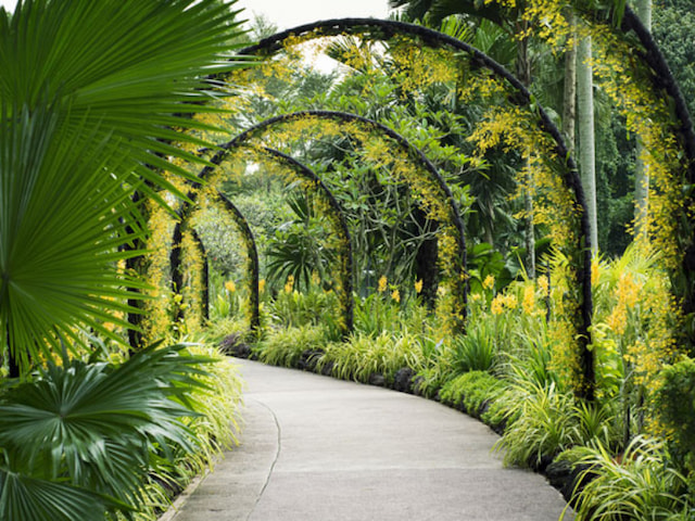 Stroll around Singapore Botanic Gardens - 1
