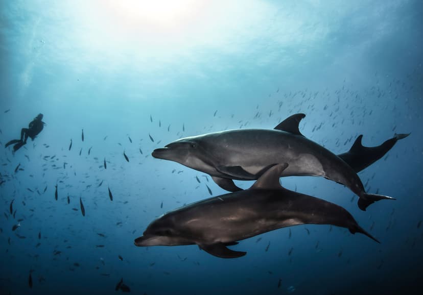 Swim with Dolphins