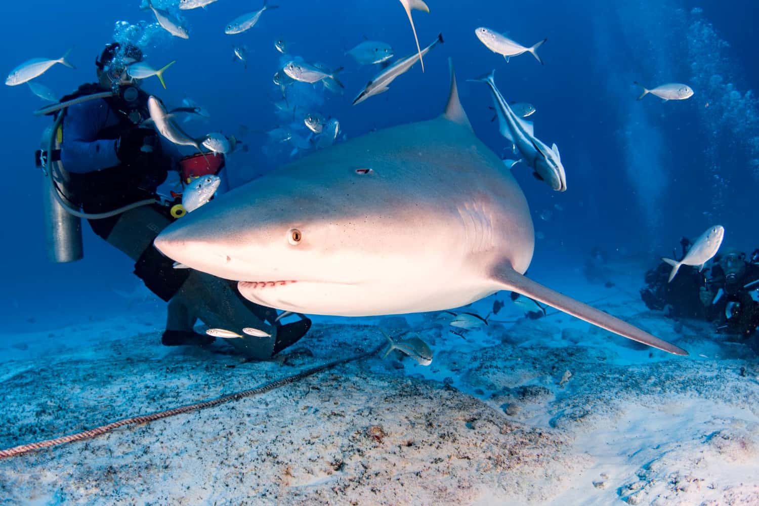 Try white shark tank diving in All of Africa