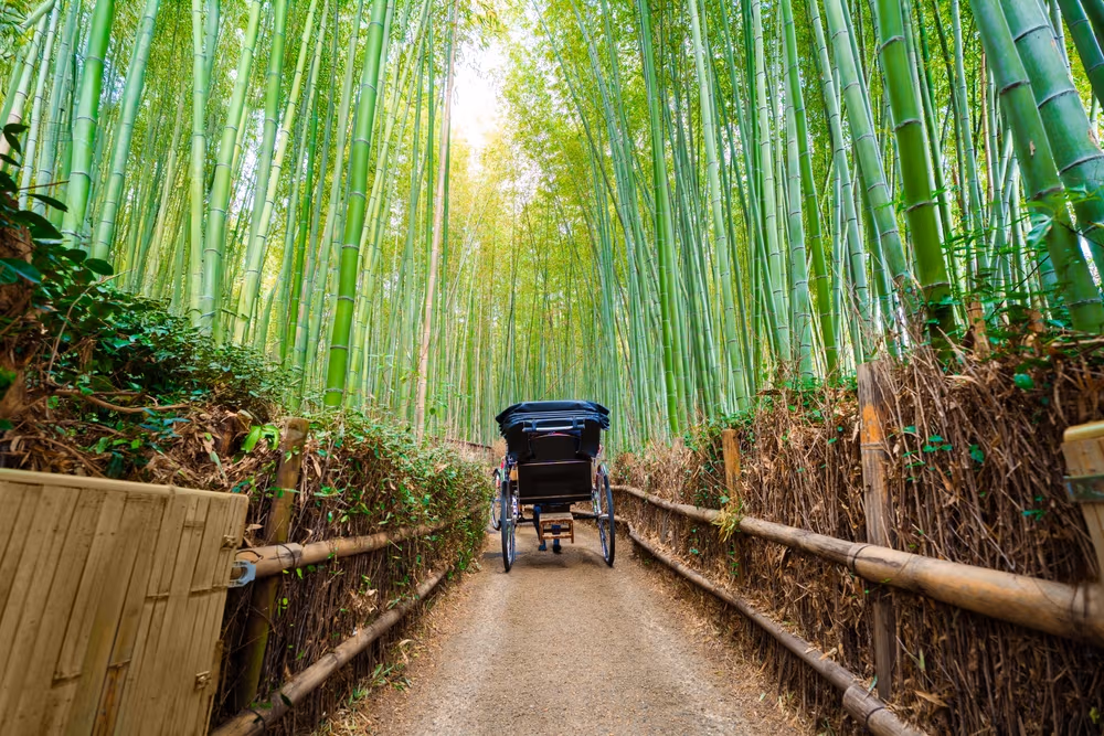 Wander through Arashiyama Bamboo Forest