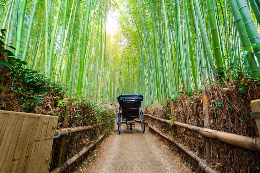 Wander through Arashiyama Bamboo Forest