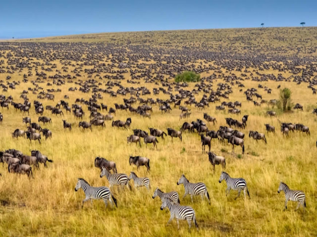 Watch the Great Migration in Masai Mara - 1