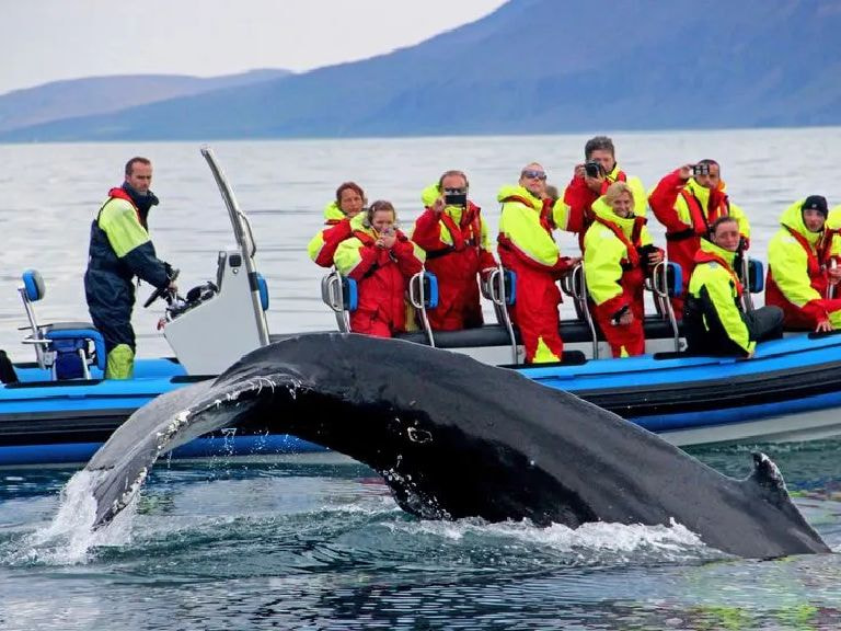 Whale Watching Tour From Reykjavik - 1