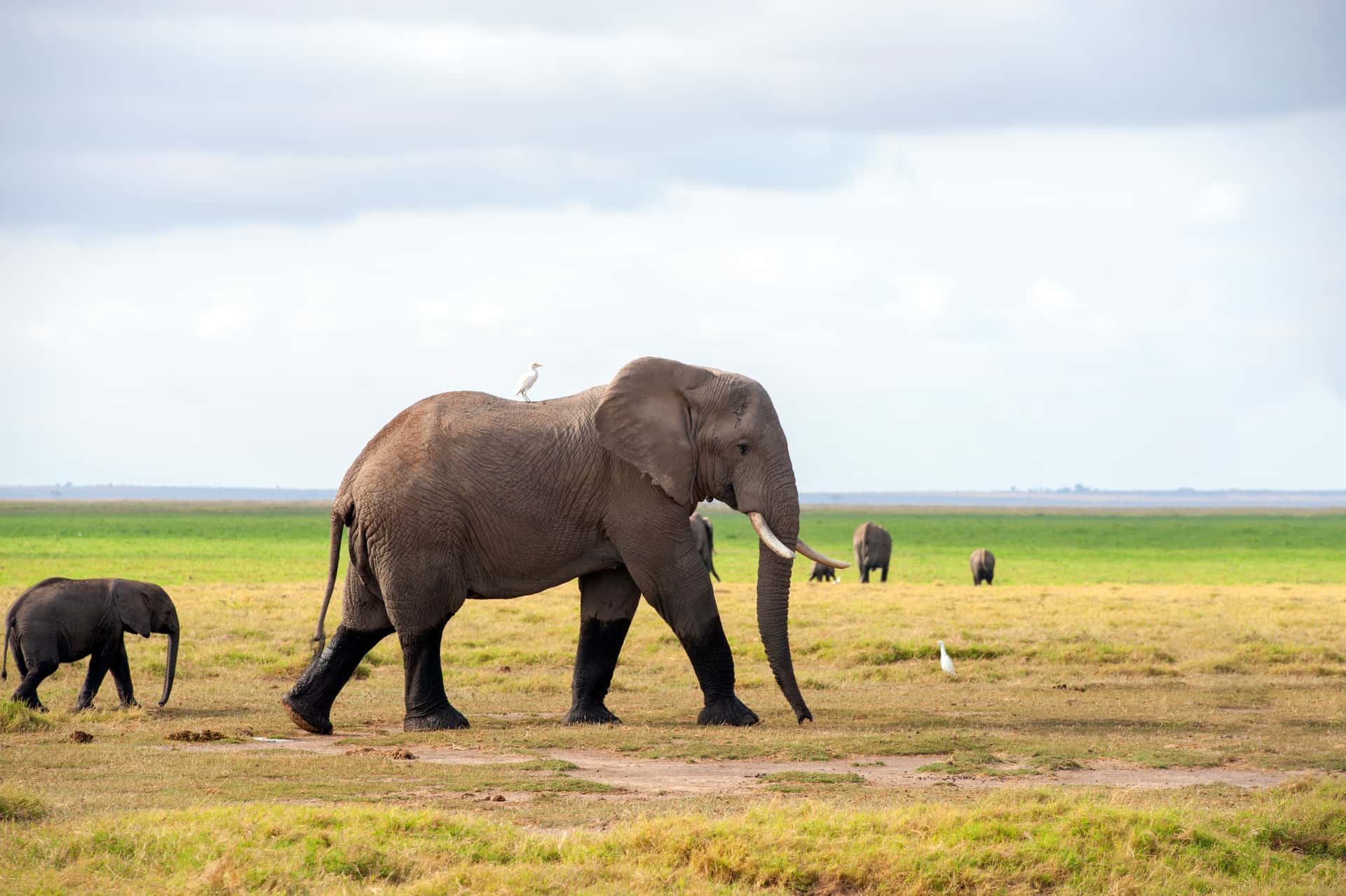 Amboseli National Park (Game Drive) in All of Africa