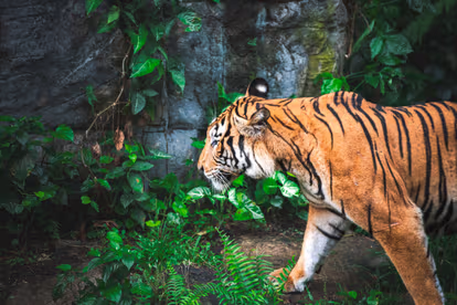Bali Zoo