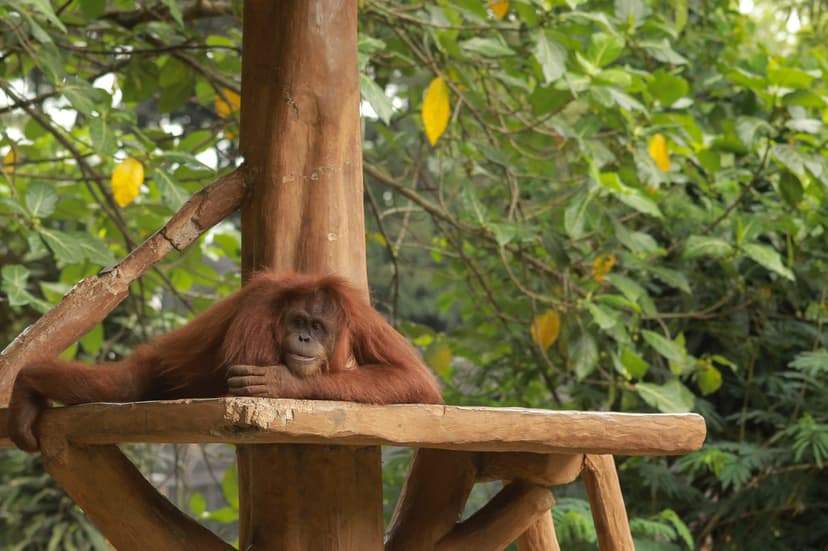 Breakfast With Orangutans In Bali Zoo