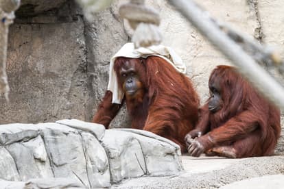 Breakfast With Orangutans In Bali Zoo