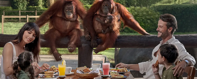 Breakfast With Orangutans In Bali Zoo