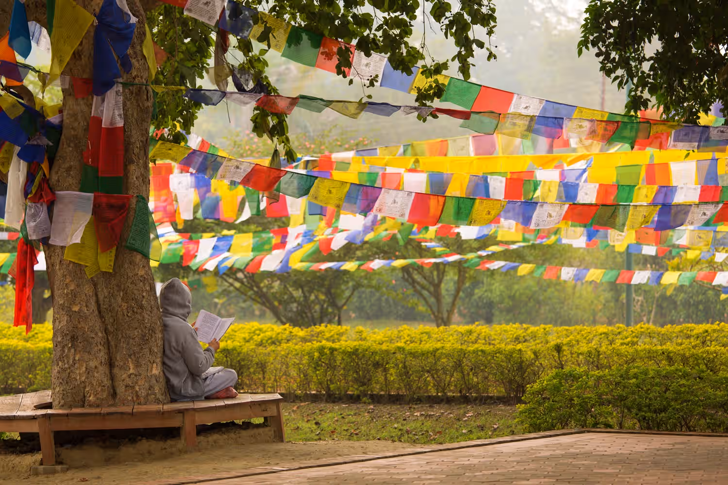Bodhi Tree in Nepal