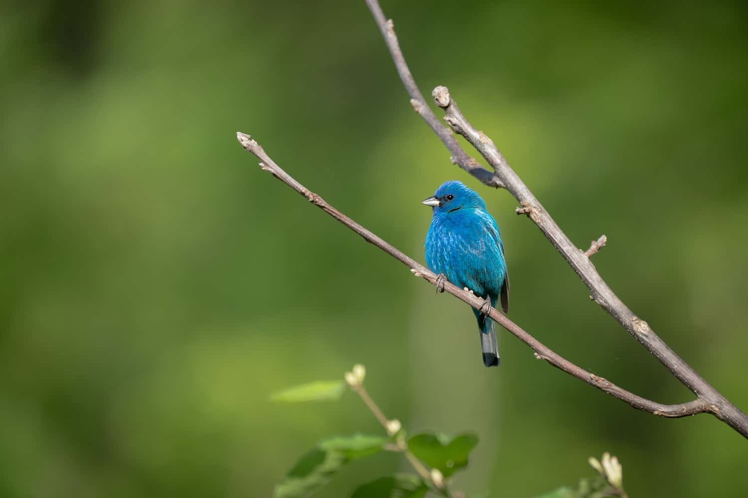 Capture The Indian Blue Robin At Victoria Park in Sri Lanka