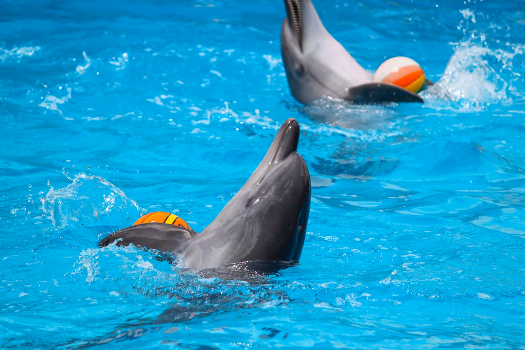 Dubai Dolphinarium