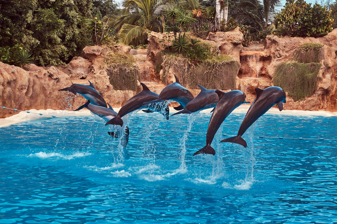 Make Friends With Dolphins At Dubai Dolphinarium