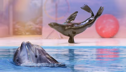 Dubai Dolphinarium