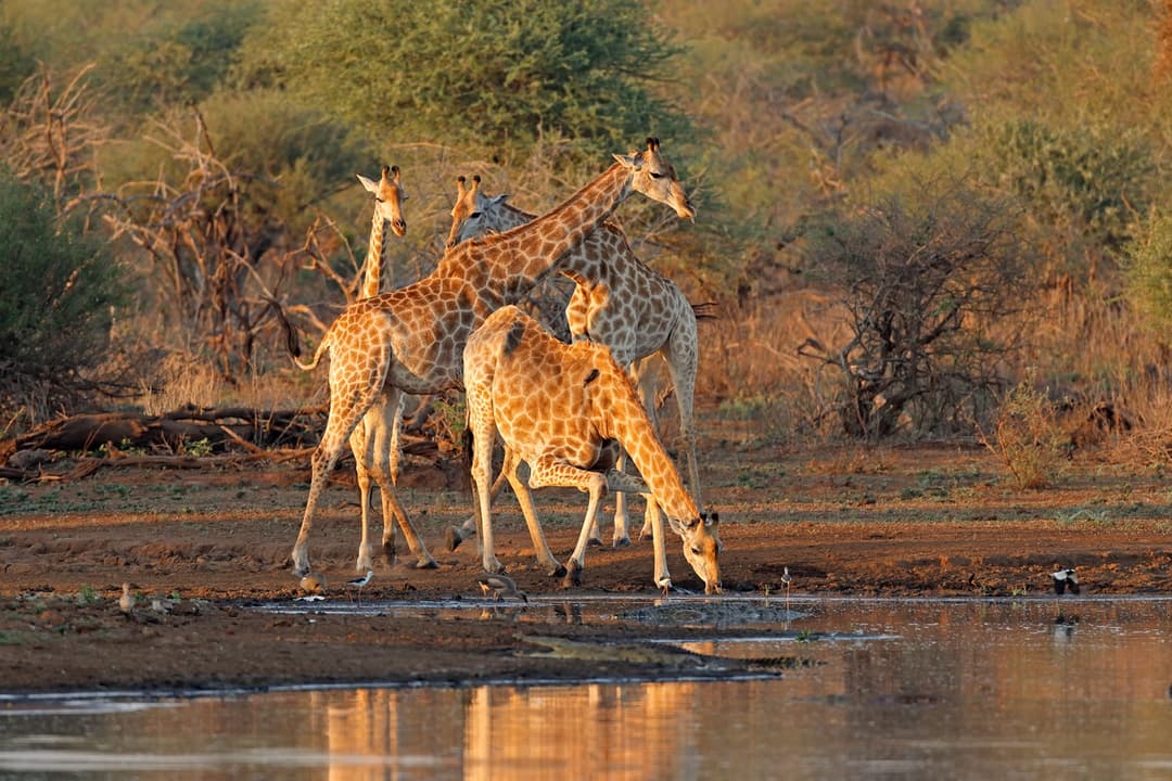 Eat breakfast with Giraffes at Giraffe Manor
