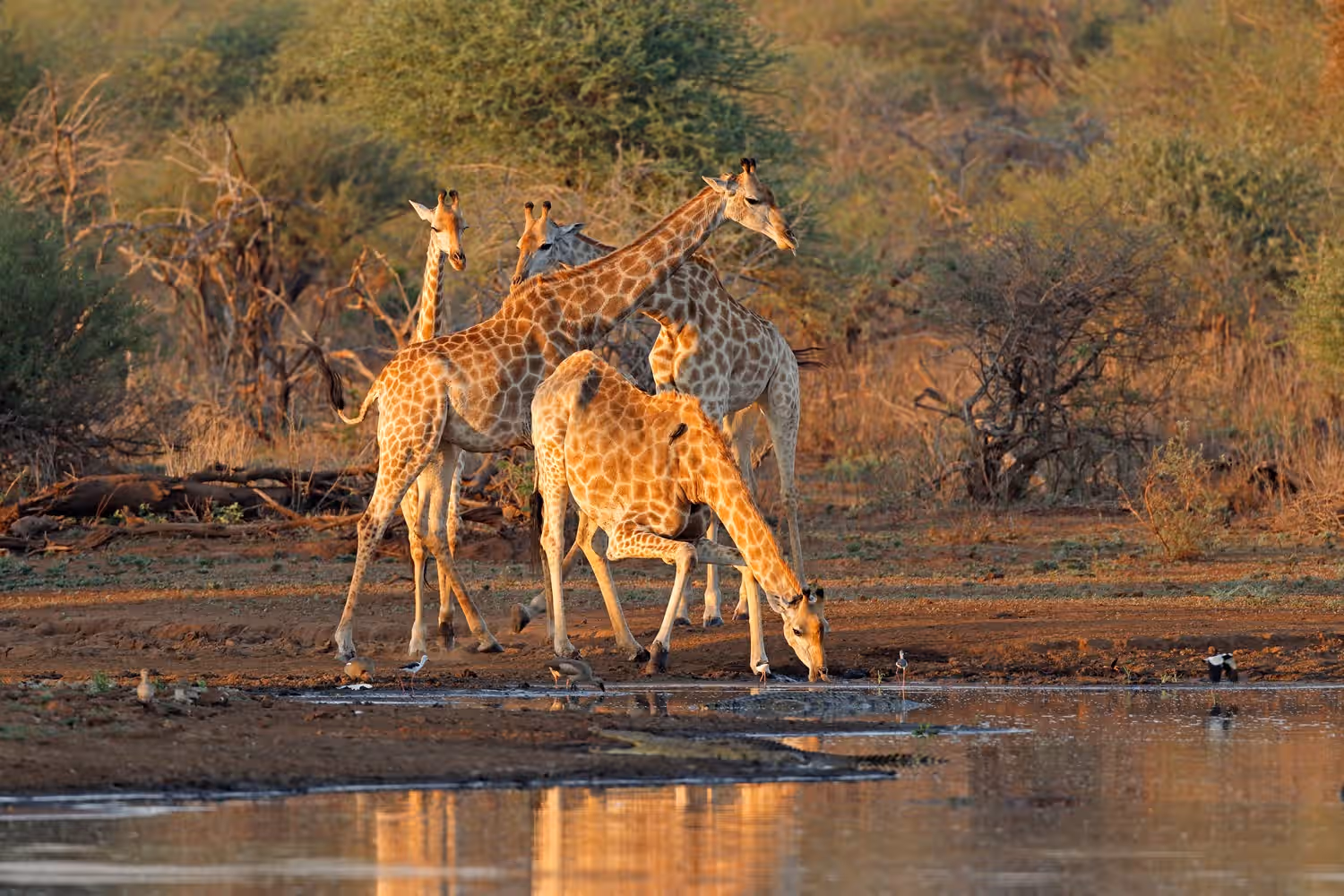 Eat breakfast with Giraffes at Giraffe Manor in Kenya