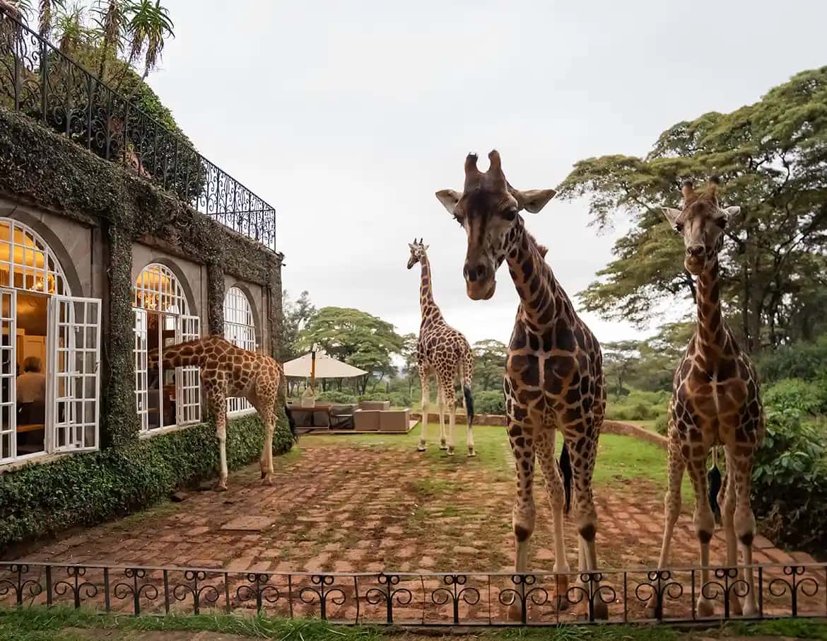 Eat breakfast with Giraffes at Giraffe Manor in All of Africa