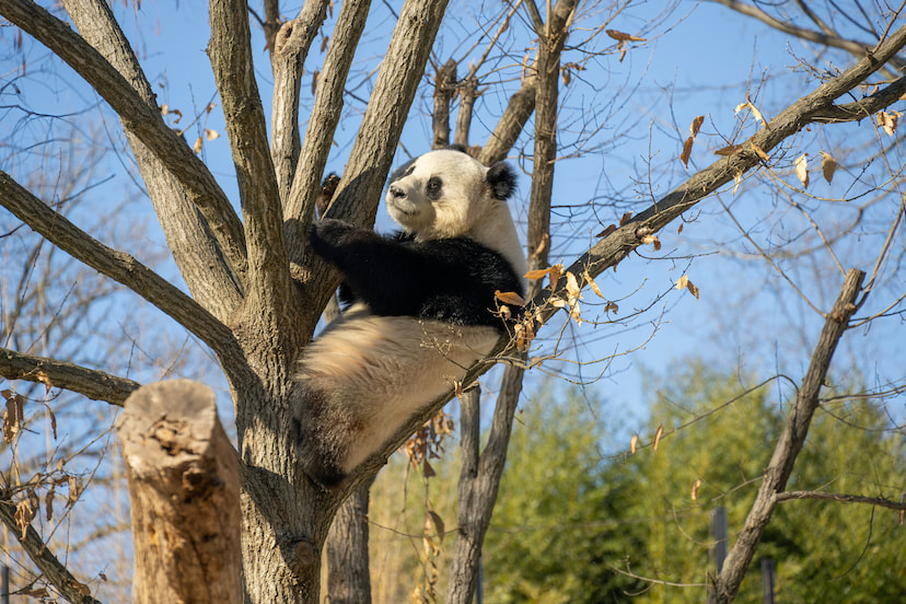 Experience a rare chance to see giant pandas