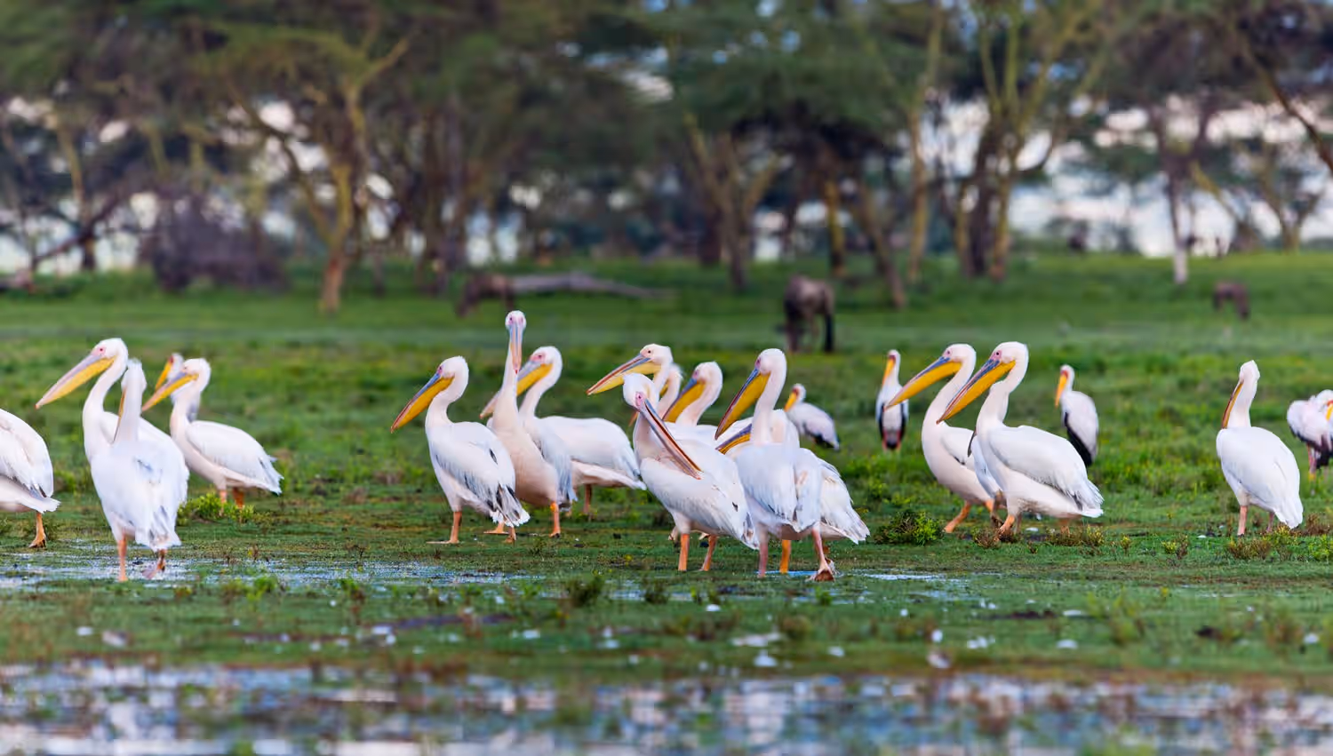 Go Boating at Lake Naivasha in Kenya