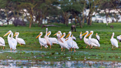 Go Boating at Lake Naivasha