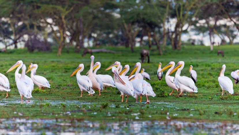 Go Boating at Lake Naivasha