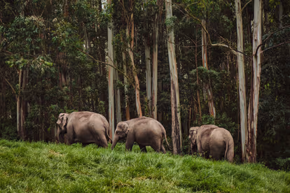 Go For A Unique Tribal Heritage Walk In Thekkady