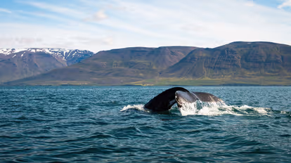 Go on a Whale Watching Tour