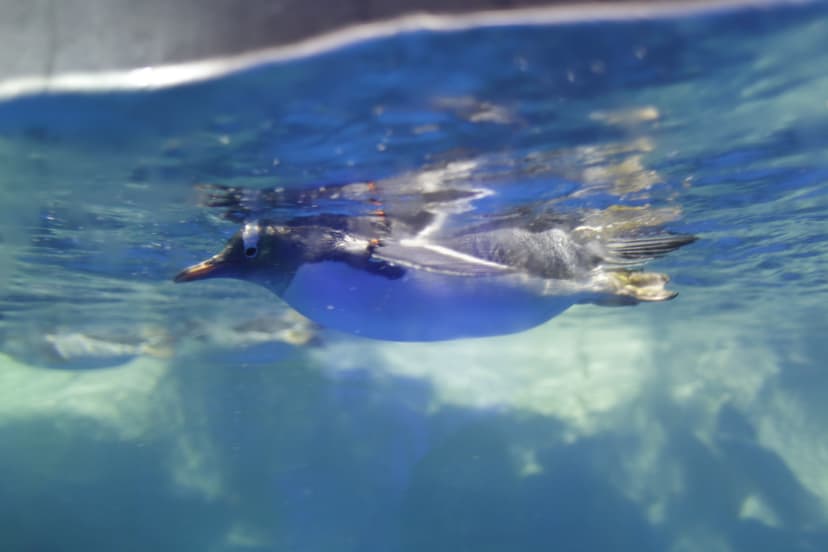 Kelly Tarlton's Sea Life Aquarium