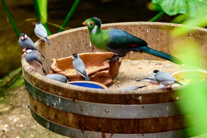 KL Bird Park