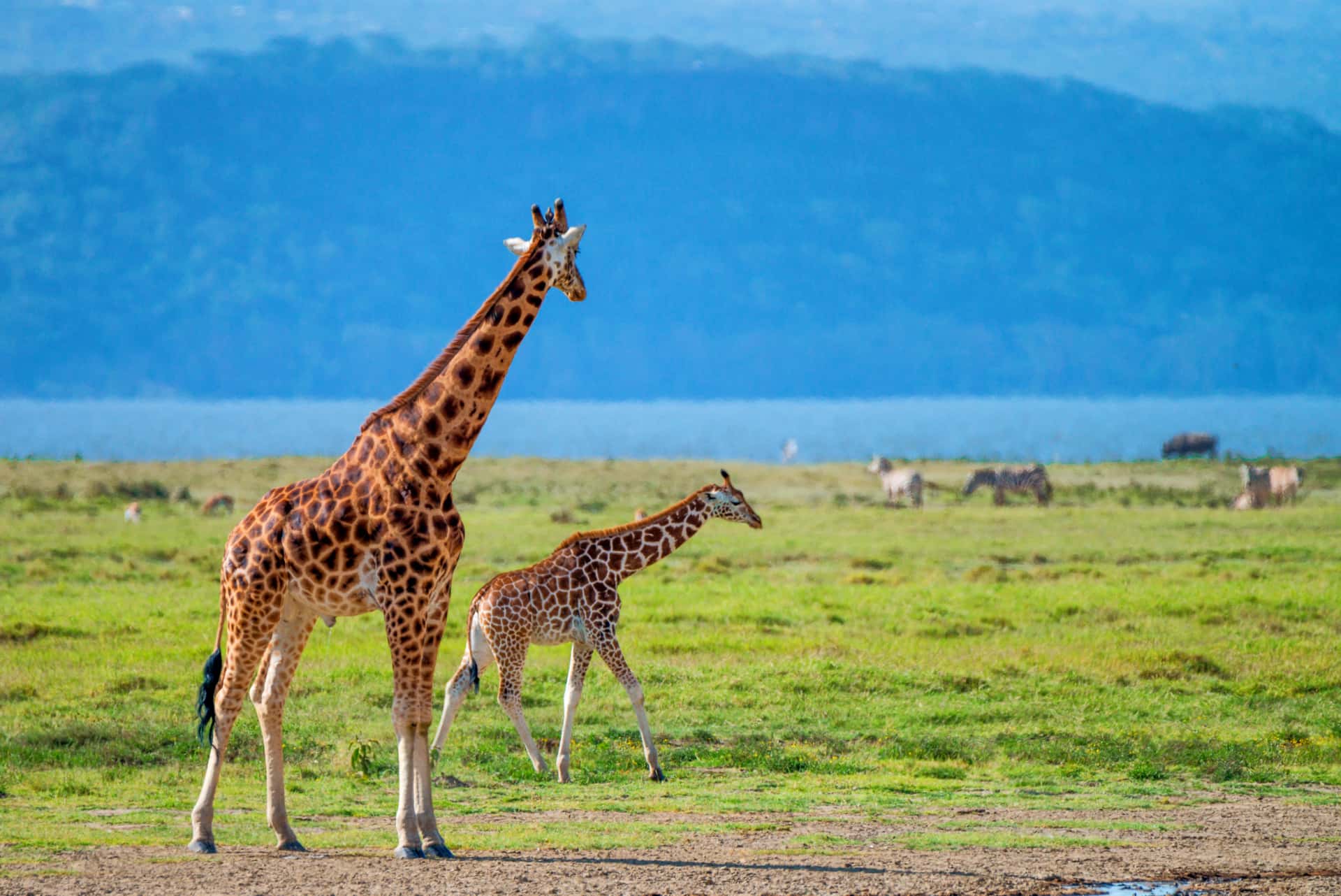 Lake Nakuru National Park (Game Drive) in All of Africa