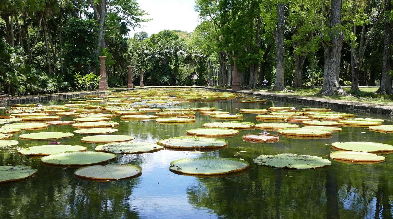 Pamplemousses Botanical Garden in All of Africa