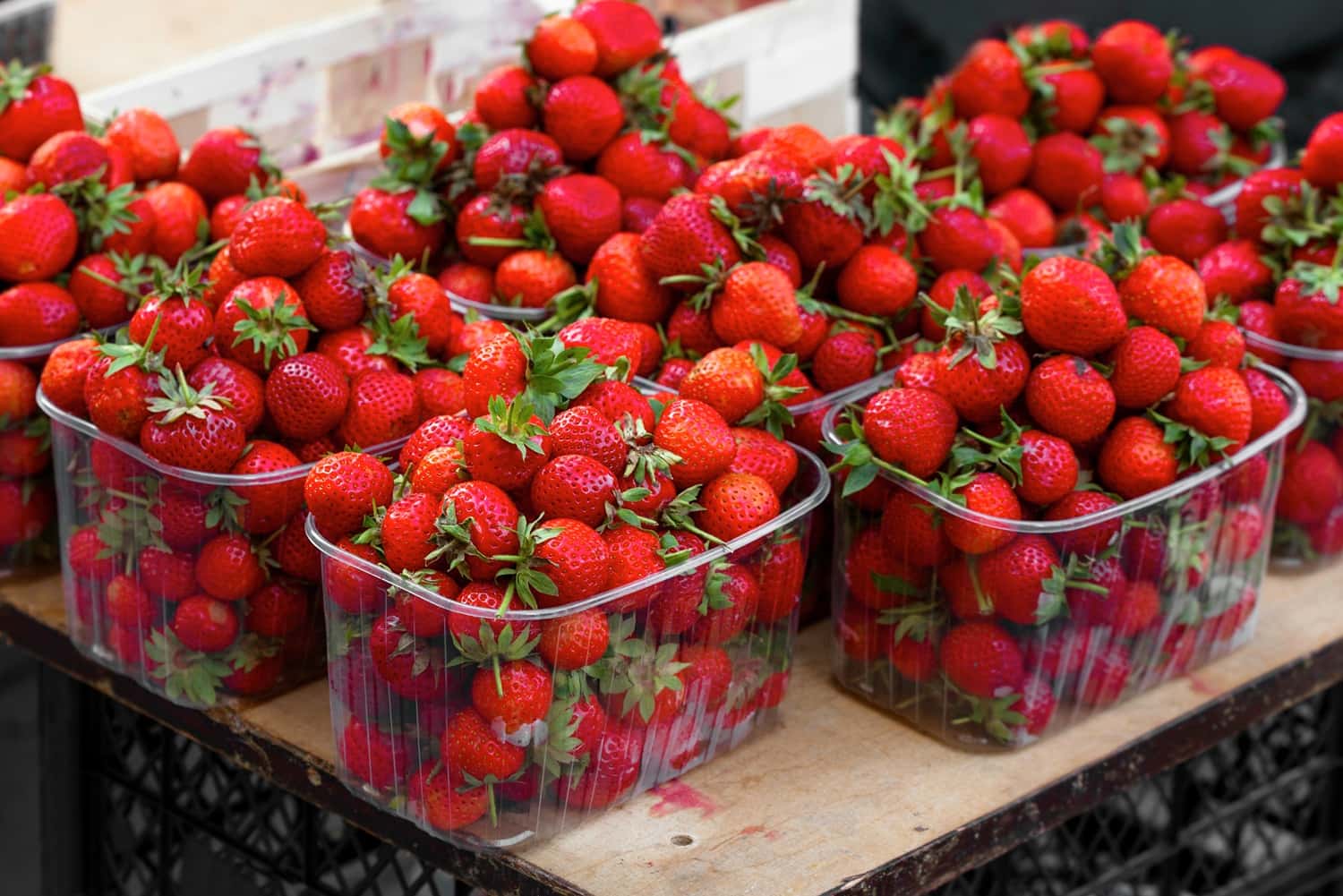 Relish Strawberries At Adma Agro Farm in Sri Lanka