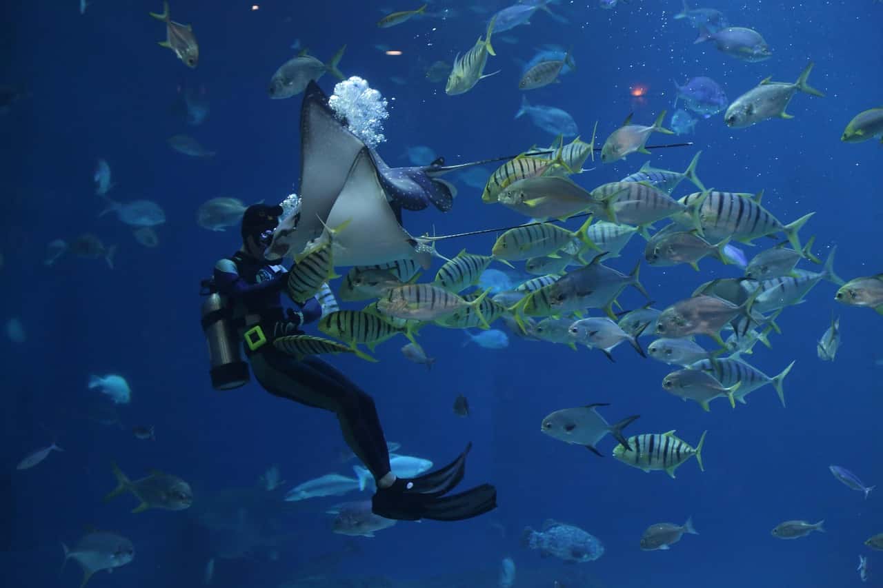 Scuba Dive in Blue Bay Marine Park in All of Africa