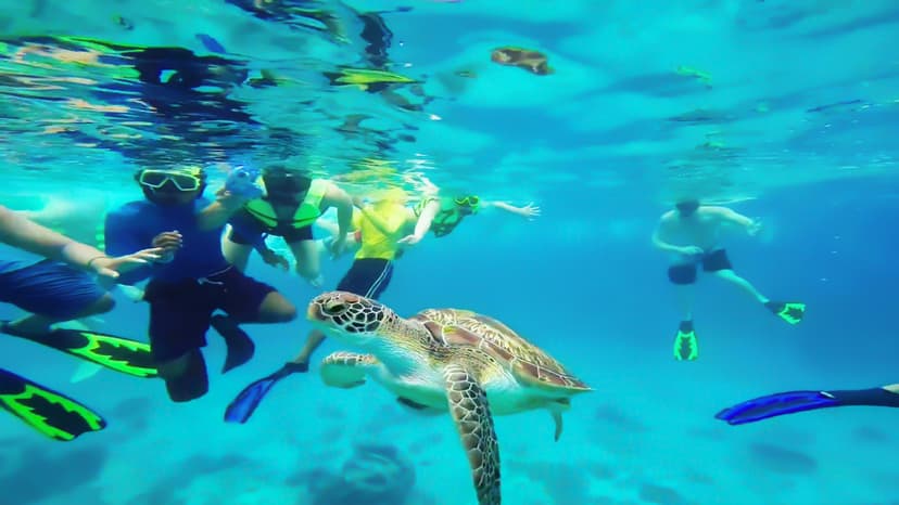 Snorkel At Turtle Bay