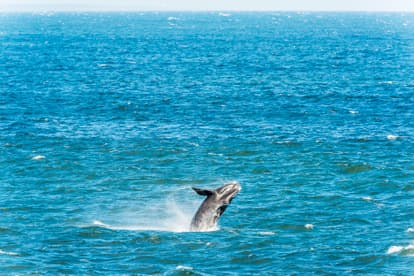 Spot Whales and Dolphins