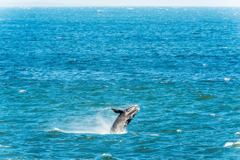 Spot Whales and Dolphins