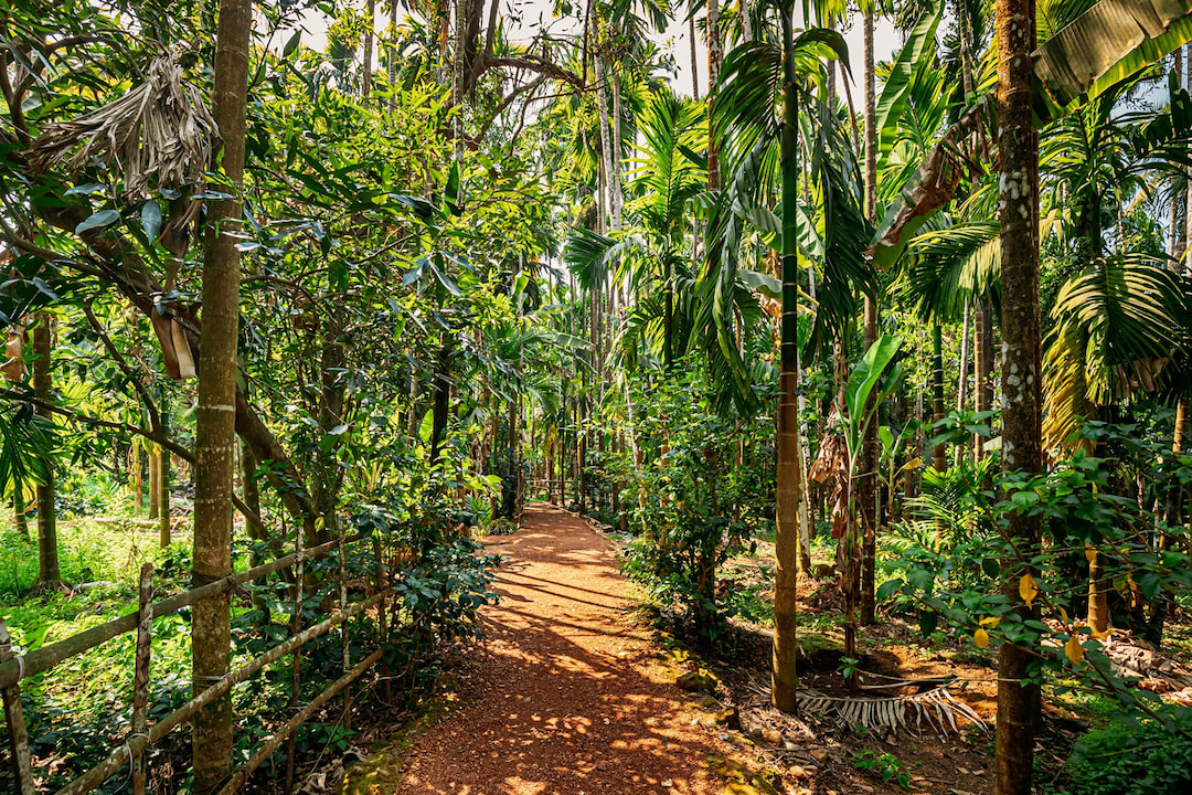 Take A Walk Around Spice Plantations In Goa