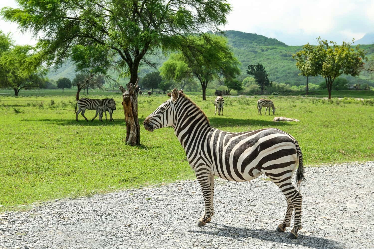 Try Casela Natural Park Segway tour in All of Africa