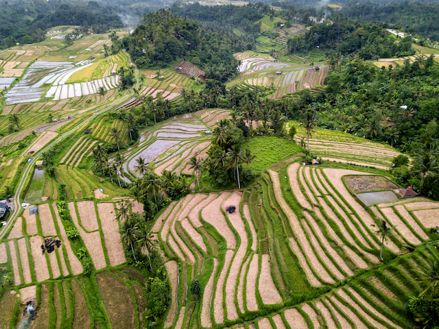 Discover UNESCO Classified Jatiluwih Rice Terrace