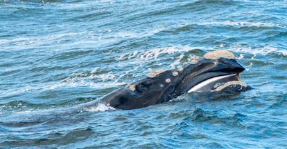 Go on a Whale Watching Tour