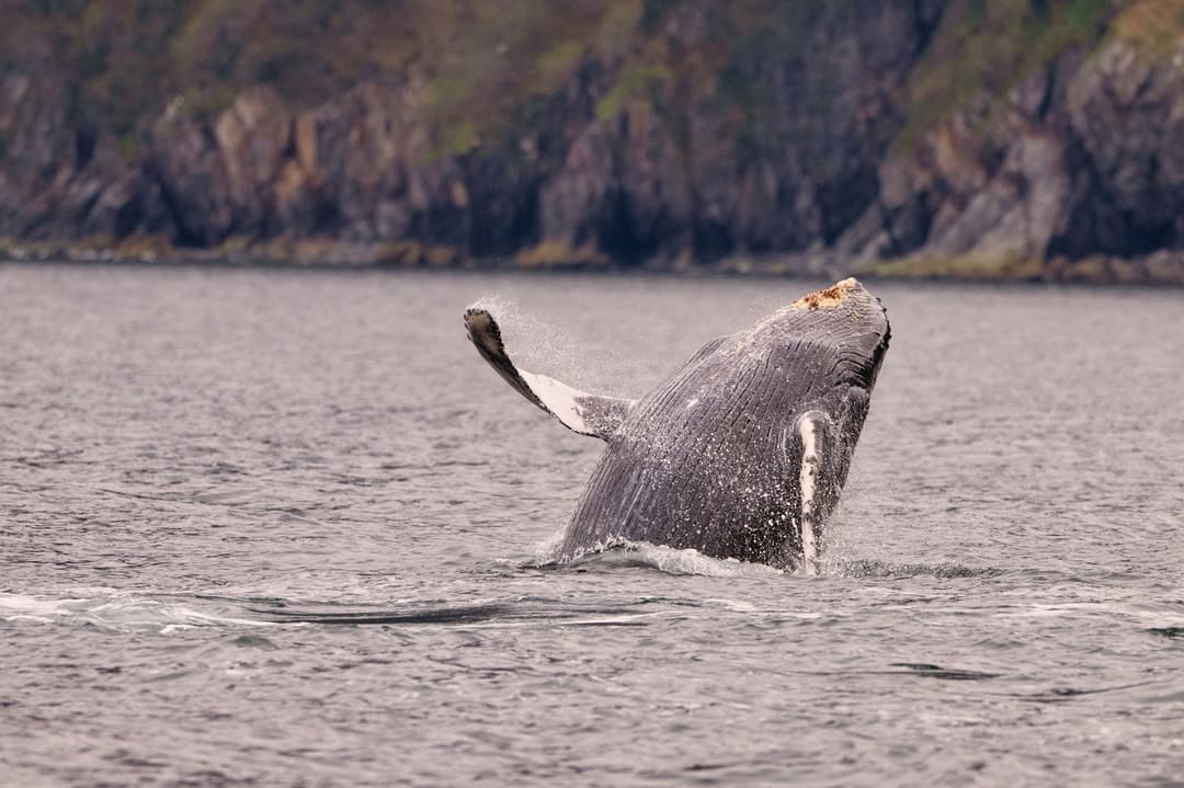 Whale Watching Tour From Reykjavik