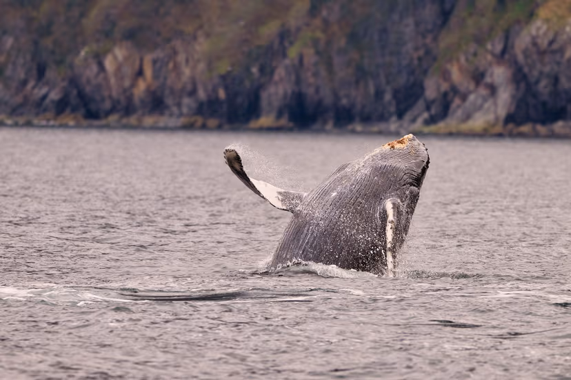 Whale Watching Tour From Reykjavik