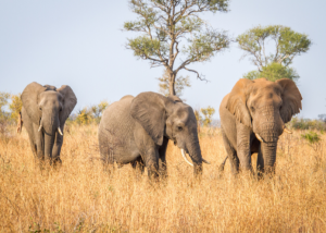 Kruger National Park: Where Nature’s Majesty Takes Center Stage!